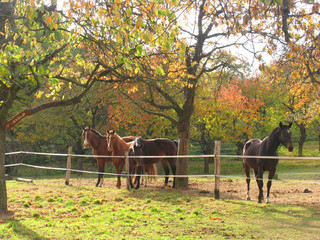 several horses grazing in a field under trees