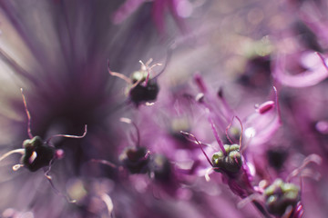 wild onions closeup.  purple flower background. wild leek background.