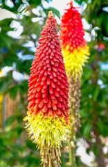 Kniphofia hirsuta also called tritoma, red hot poker, torch lily, knofflers, traffic lights or poker plant, is a genus of perennial flowering plants in the family Asphodelaceae - Le Mans, France