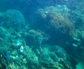 sea fish near coral, underwater