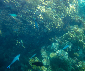 sea fish near coral, underwater