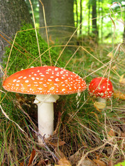 agaric amanita muscaia mushroom detail in forest