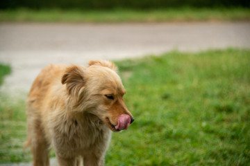 Brown dogs, on the street and in the backyard
