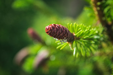 Young spruce shoots with cones on a blurred green background.