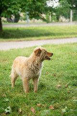 Naklejka premium Brown dogs, on the street and in the backyard