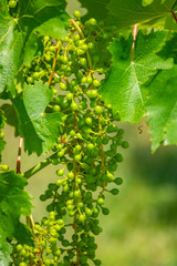 Bunches of young unripe grapes. Close shot
