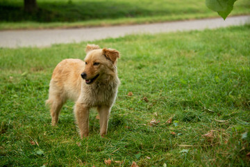 Brown dogs, on the street and in the backyard