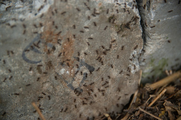 black ants on wood and on stone