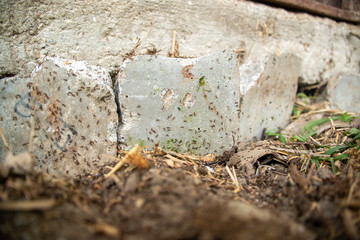 black ants on wood and on stone