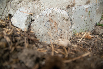 black ants on wood and on stone