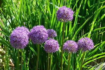 Kugellauch - ZIerlauch blüht lila im Garten - Allium Aflatunense, 