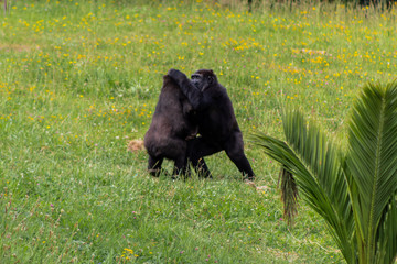 gorilla family playing and interacting with each other