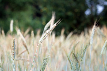 Fototapeta premium wheat field