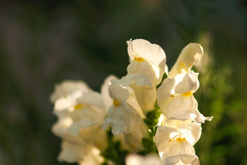 White Snapdragon Closeup