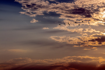 Cormorants, flying through the clouds of sunrise.