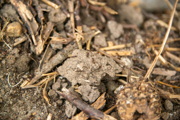 black ants on wood and on stone