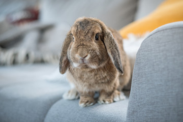 Kaninchen der Rasse Widder sitzt auf dem Sofa mit Kissen und Decke im Hintergrund