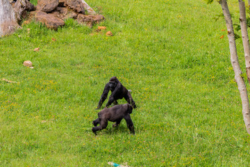 gorilla family playing and interacting with each other