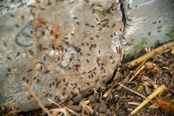 black ants on wood and on stone