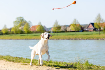 Labrador is playing on a path