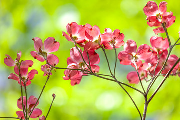 Red flower on green background