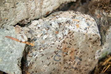 black ants on wood and on stone