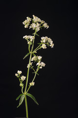 Bedstraw - Galium aparine - Medicinal Plants