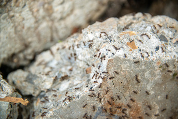 black ants on wood and on stone