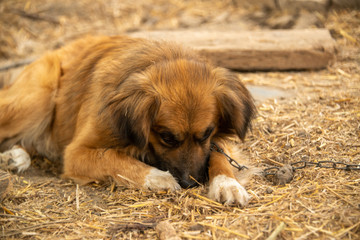 Brown dogs, on the street and in the backyard