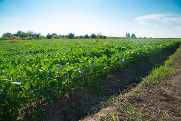 Soybeans on a sunny day