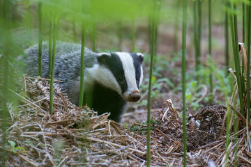 badger, meles meles, walking and browsing amongst a forest floor of bracken during June in Scotland. © Paul