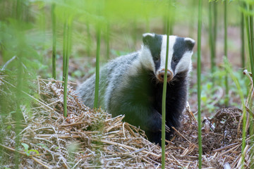 badger, meles meles, walking and browsing amongst a forest floor of bracken during June in Scotland. © Paul