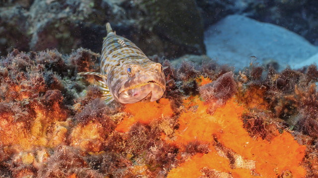 Seascape of coral reef in the Caribbean Sea around Curacao with fish sand diver, coral and sponge