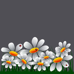 border with camomiles and cowls in the grass on a gray background