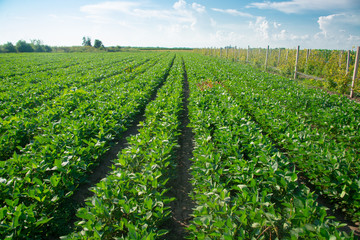 Soybeans on a sunny day