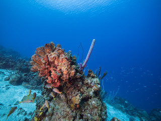 Seascape of coral reef in the Caribbean Sea around Curacao with coral and sponge