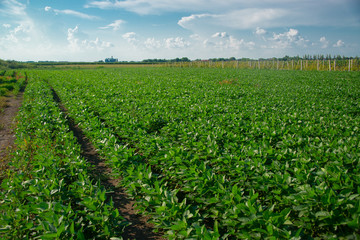Soybeans on a sunny day
