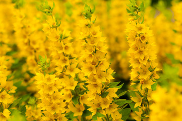 A bright yellow loosestrife flowers in the garden