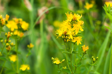 A hypericum blooming in the meadow