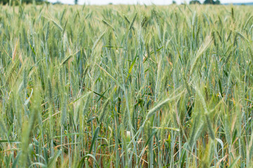 A field of rye are beginning to ear