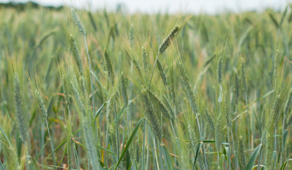 A field of rye are beginning to ear