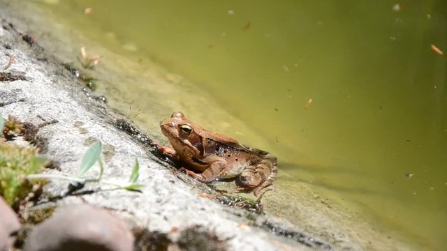 European common brown frog or common frog (Rana temporaria) or moor frog (Rana arvalis) on the edge of the pond. Brown frog resting on the shore of the pond