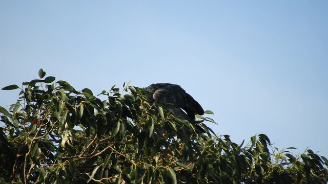 4k shot of Southern screamer (Chauna torquata) also known as the Crested Screamer on top of a large Eucalyptus tree in Southern Brazil. 