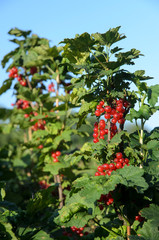 Closeup of redcurrant berries growing on a branch in the garden, selective focus, copyspace
