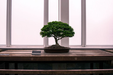Bonsai Tree Resting By A Window 
