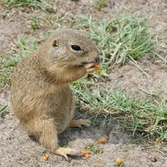 Naklejka na ściany i meble European ground squirrel eats carrots - Spermophilus citellus