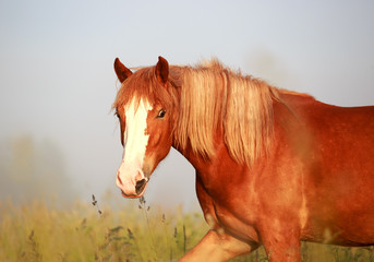 horse in the field