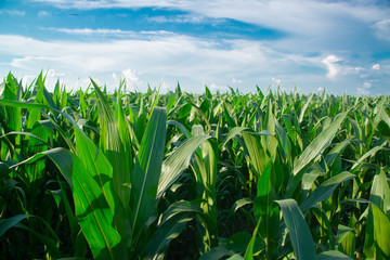 Corn field on a sunny day