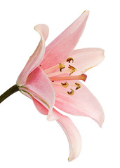 Flower of pink lily, isolated on white background