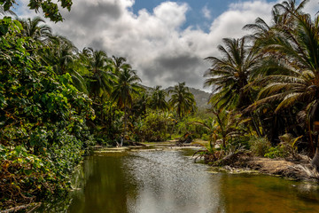 Mit Palmen gesäumter Fluss. Exotisch tropischer karibischer Palmen Wald an einem Flussdelta